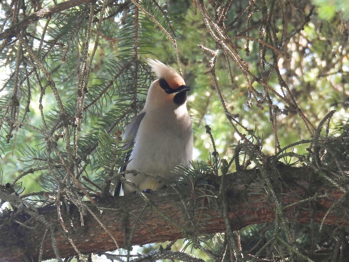Bohemian Waxwing - ML638121713