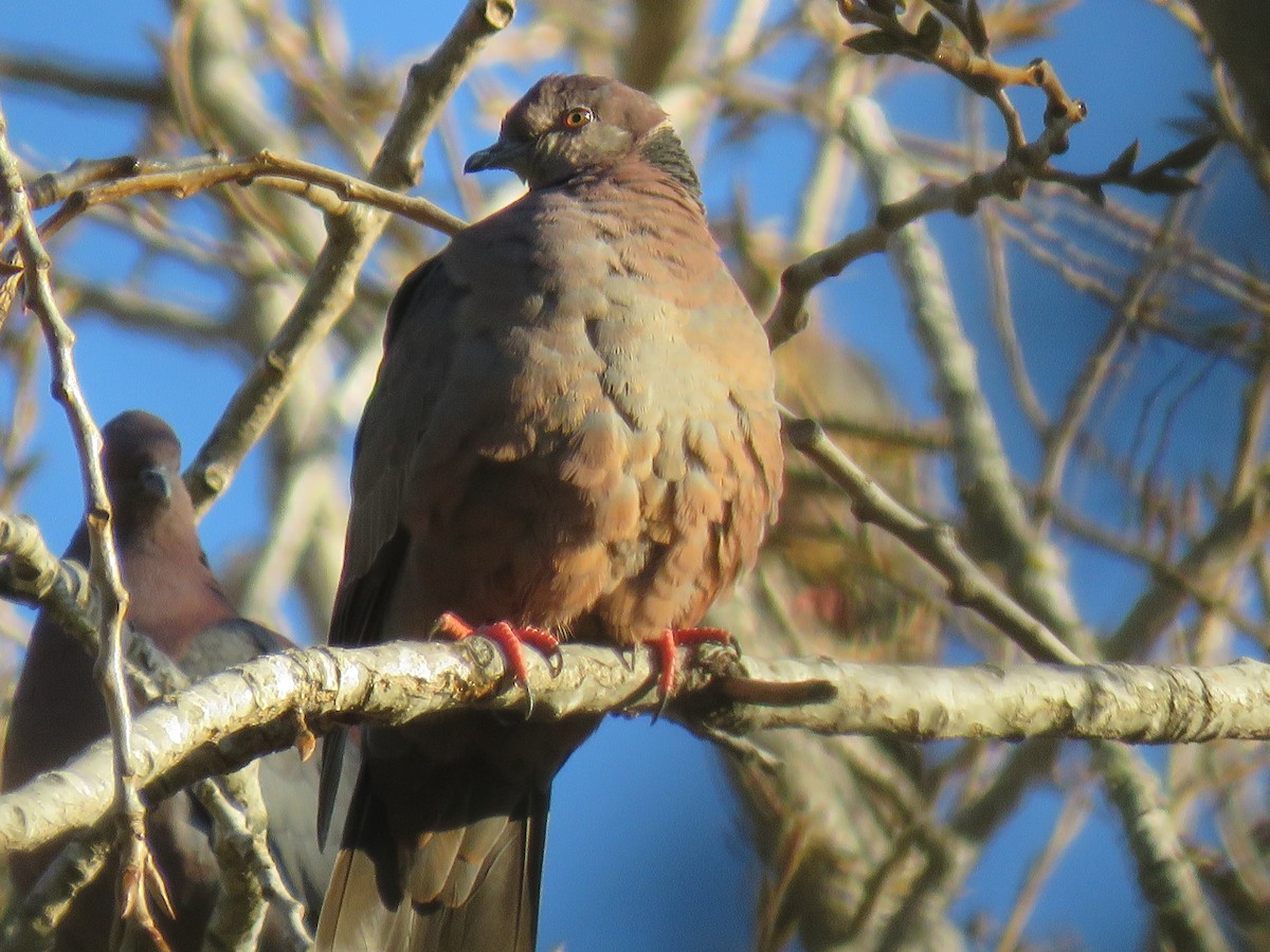 Chilean Pigeon - ML638121773