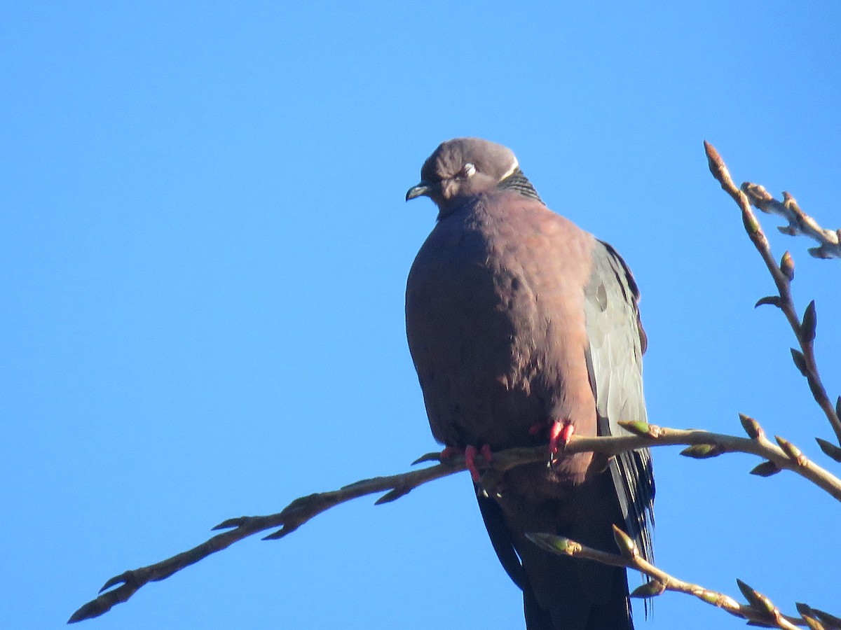 Chilean Pigeon - ML638121774