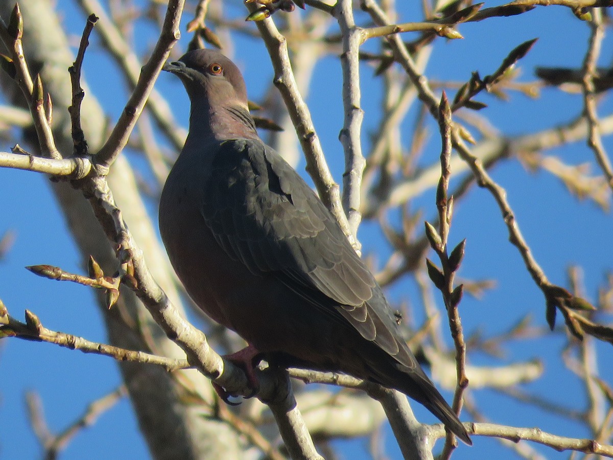 Chilean Pigeon - ML638121775