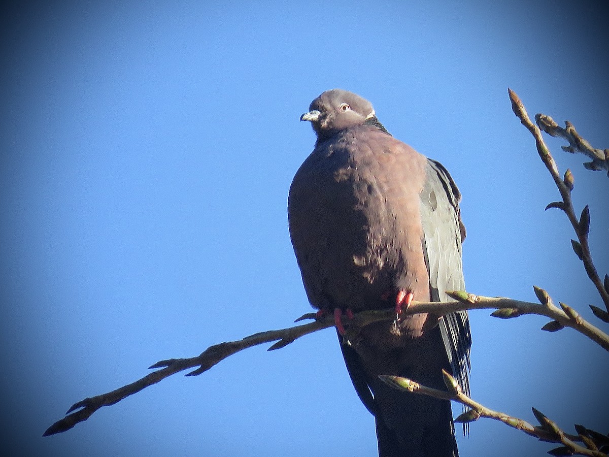 Chilean Pigeon - ML638121777