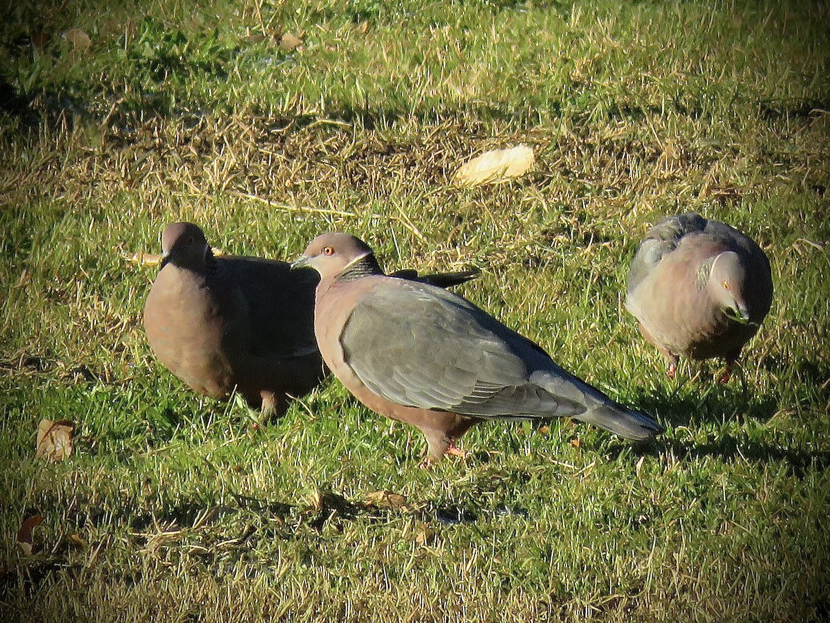 Chilean Pigeon - ML638121778