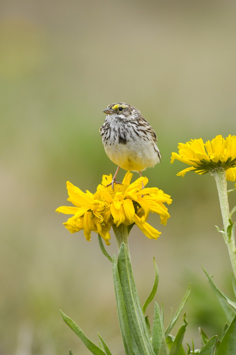 Savannah Sparrow - ML638121795