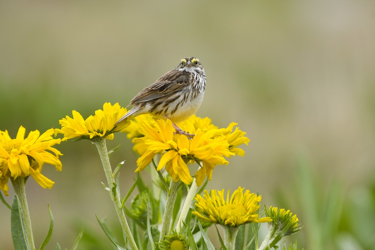 Savannah Sparrow - ML638121796