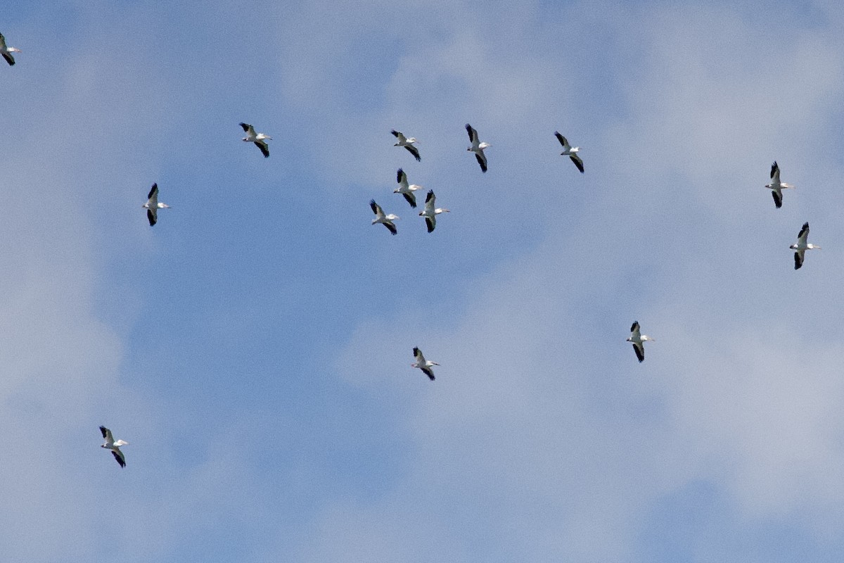 American White Pelican - ML638121804