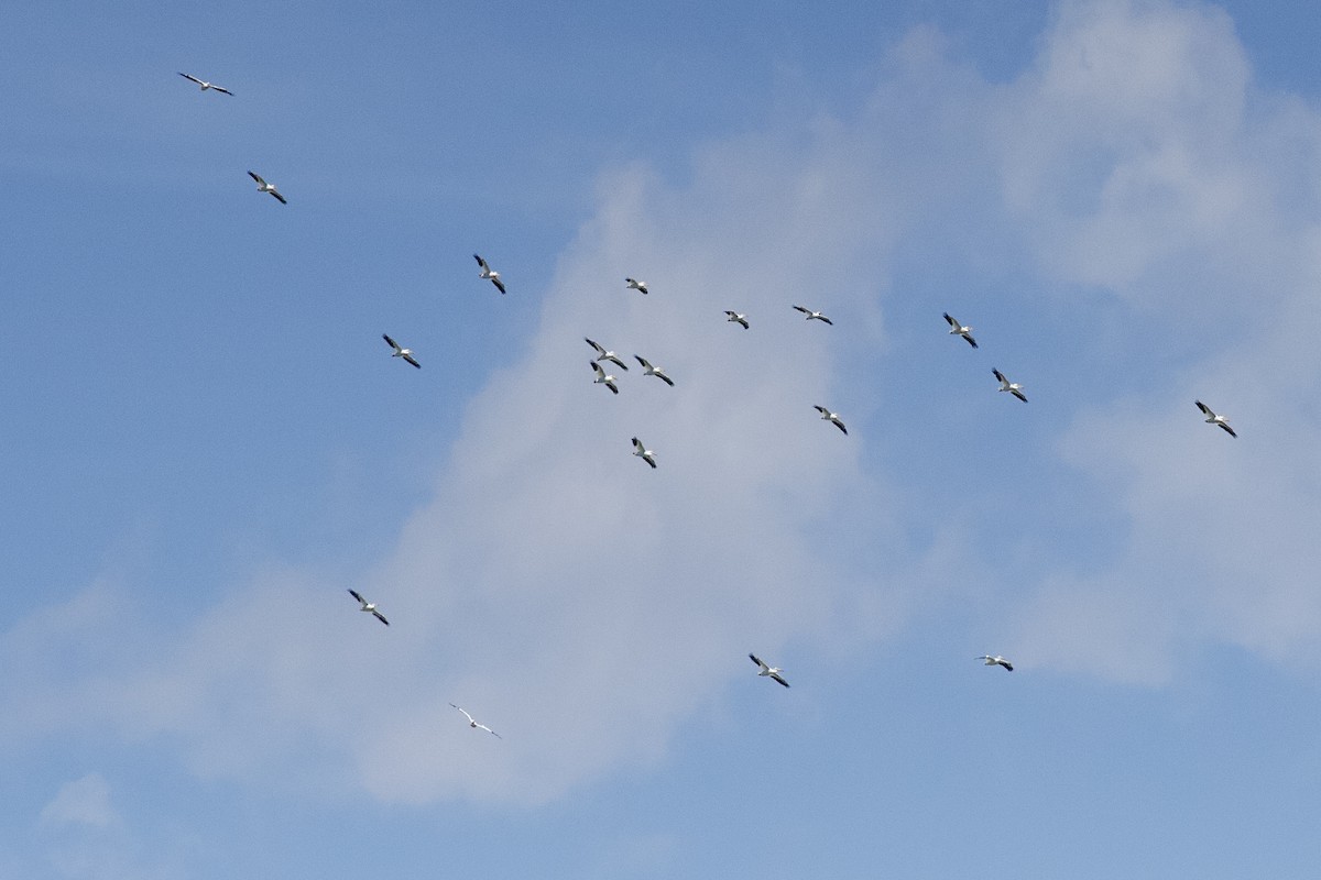American White Pelican - ML638121805