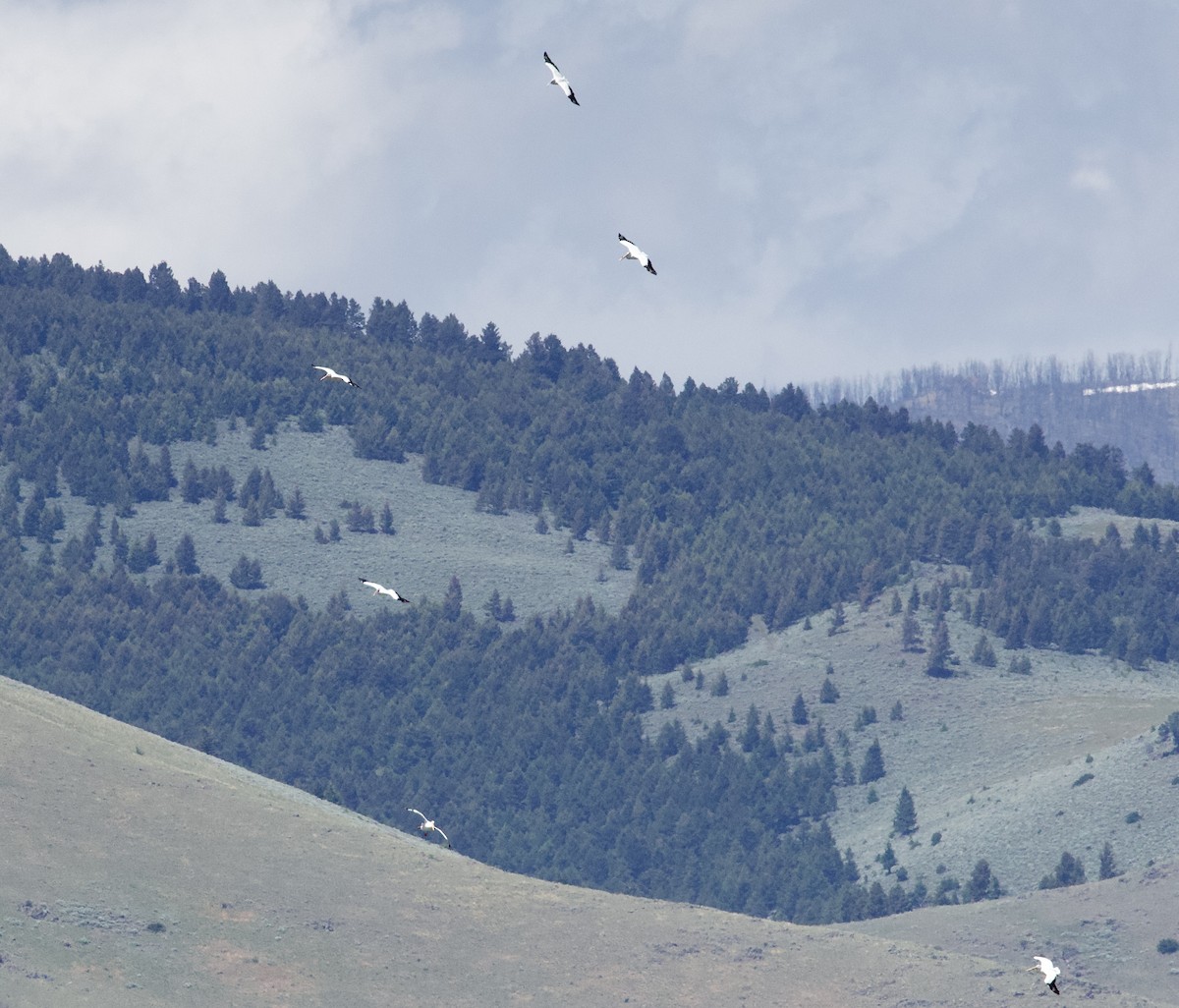 American White Pelican - ML638121806
