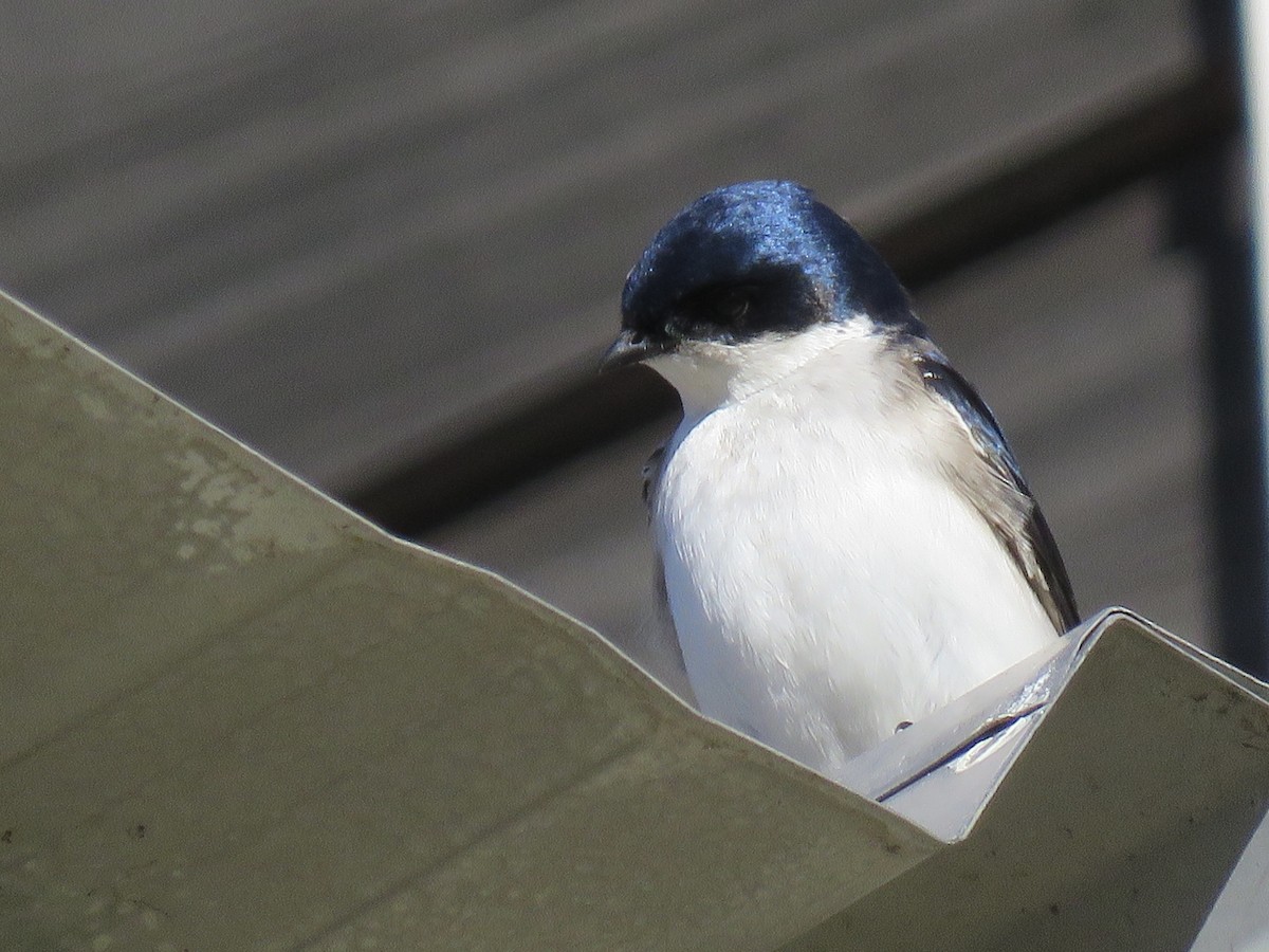 Chilean Swallow - ML638121808
