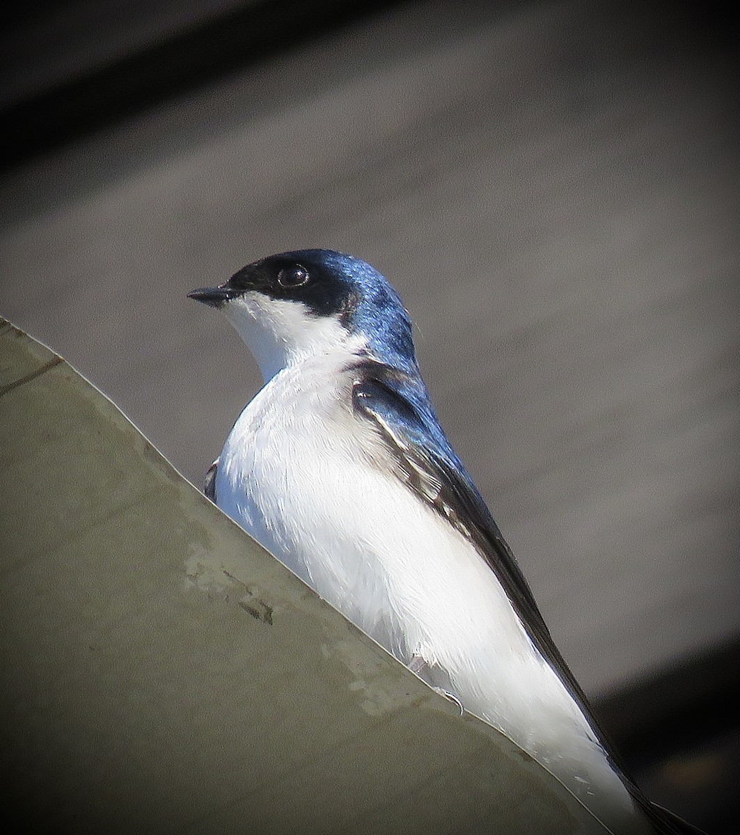 Chilean Swallow - ML638121809