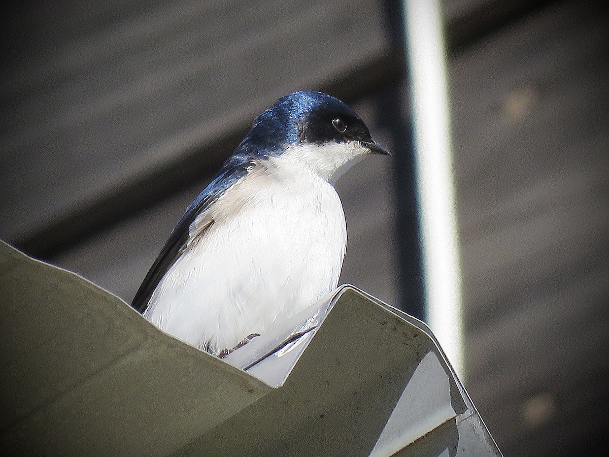 Chilean Swallow - ML638121810