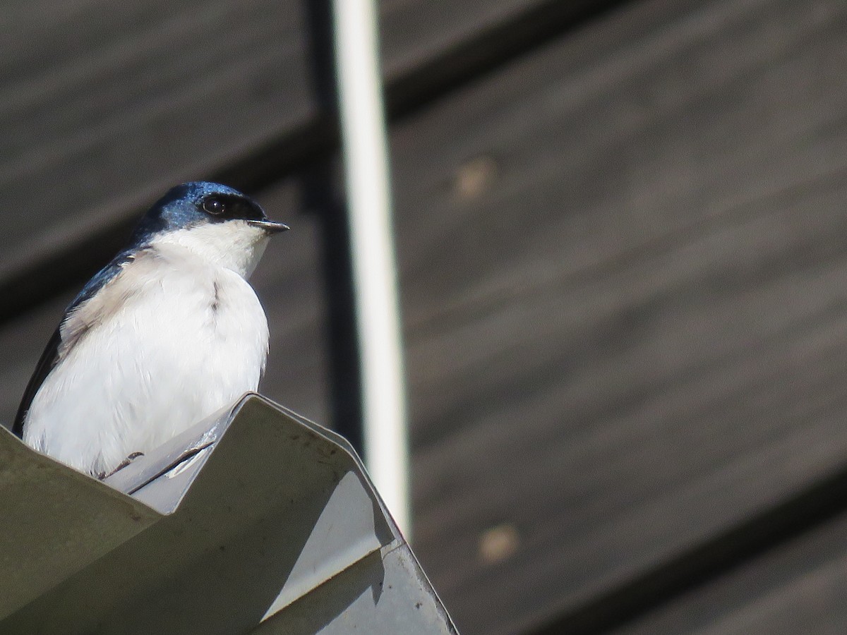 Chilean Swallow - ML638121811