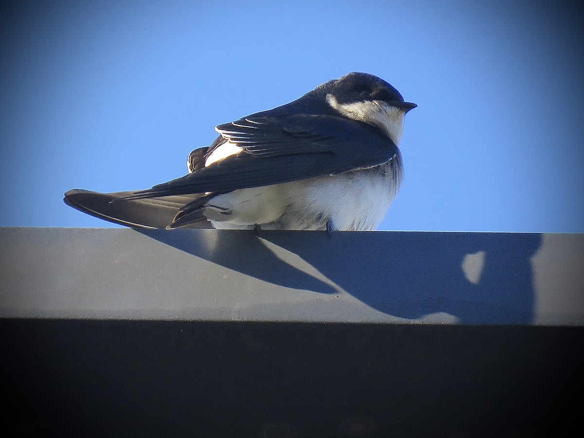 Chilean Swallow - ML638121812
