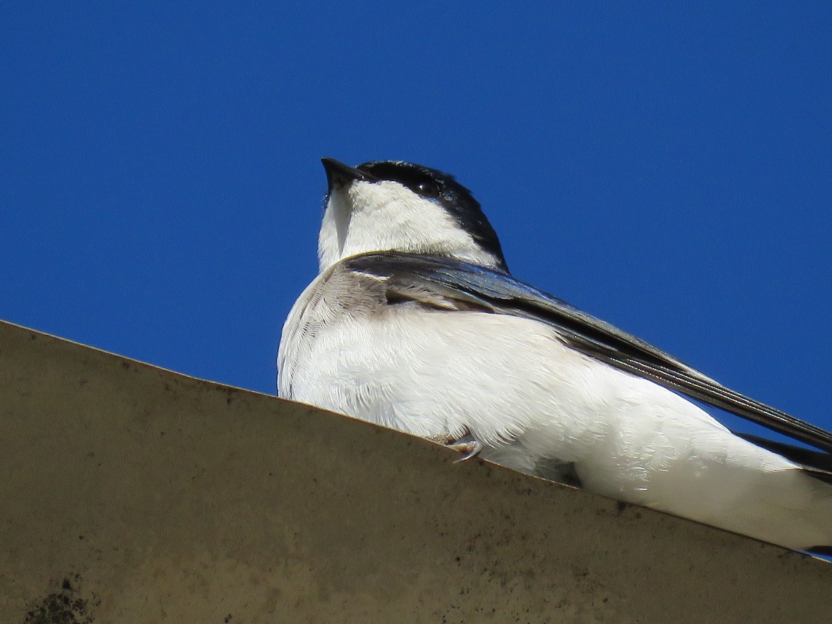 Chilean Swallow - ML638121813