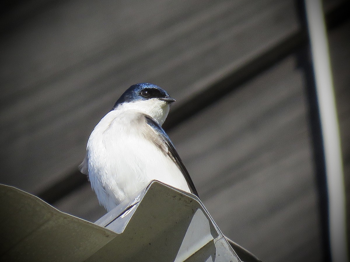 Chilean Swallow - ML638121814