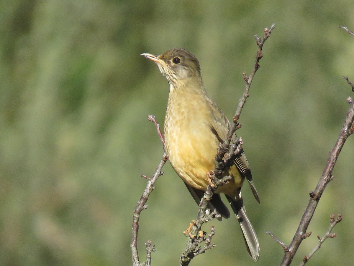 Austral Thrush - ML638121818
