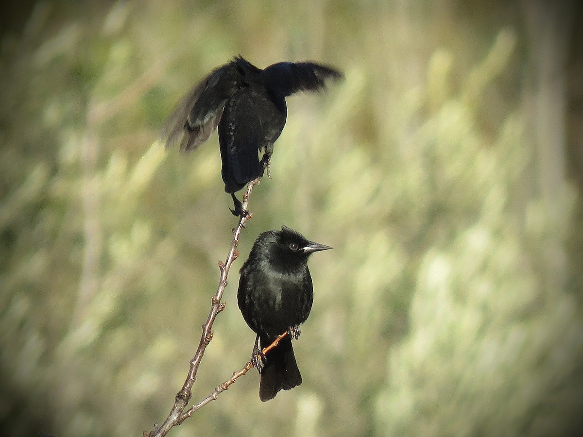 Austral Blackbird - ML638121822