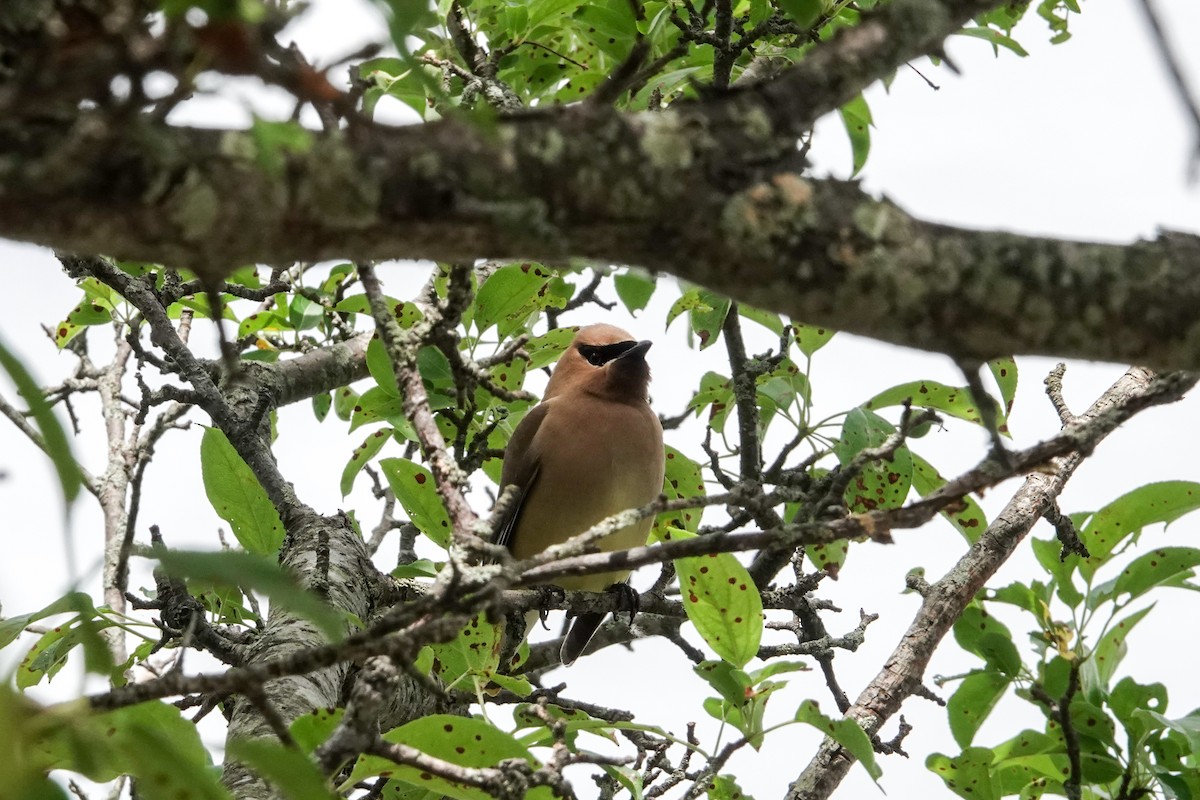 Cedar Waxwing - ML638121825