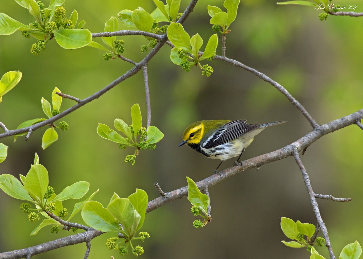 Black-throated Green Warbler - ML638121849