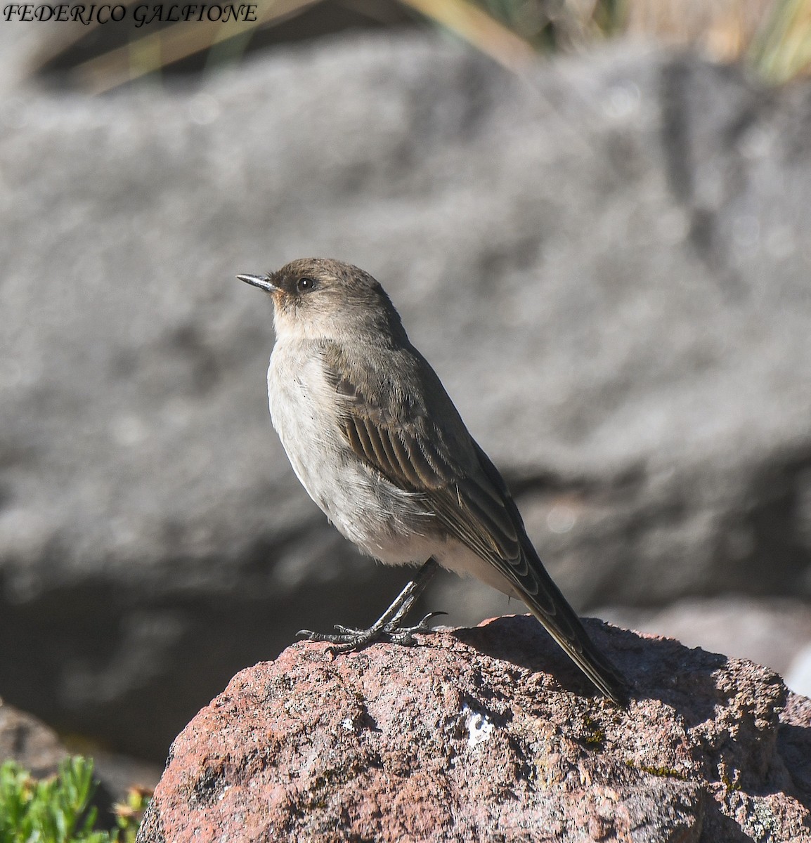 Dark-faced Ground-Tyrant - ML638121860