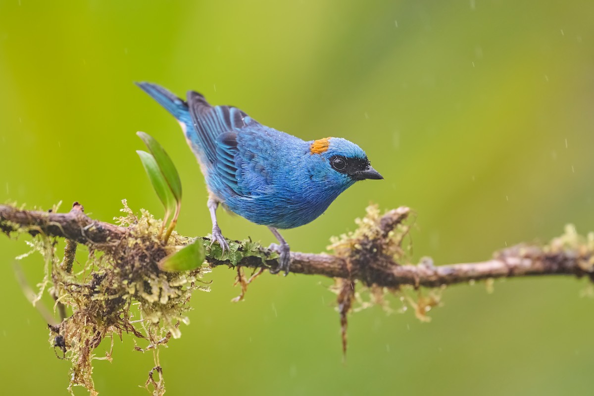 Golden-naped Tanager (Rusty-naped) - ML638121865