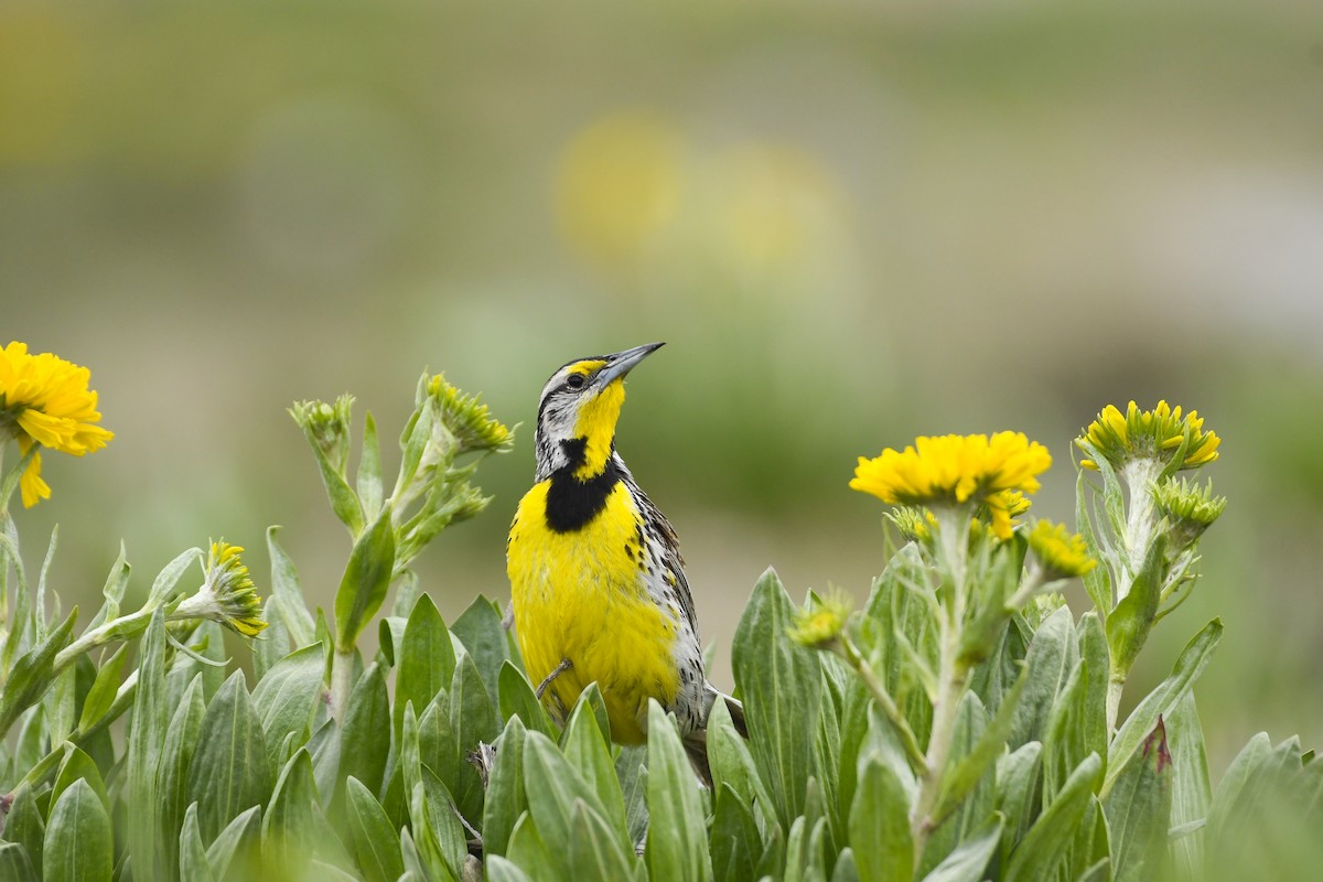 Eastern Meadowlark - ML638121869