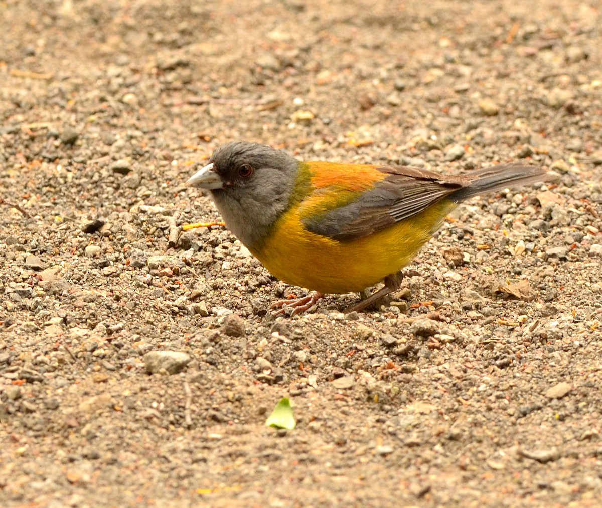 Patagonian Sierra Finch - ML638121908