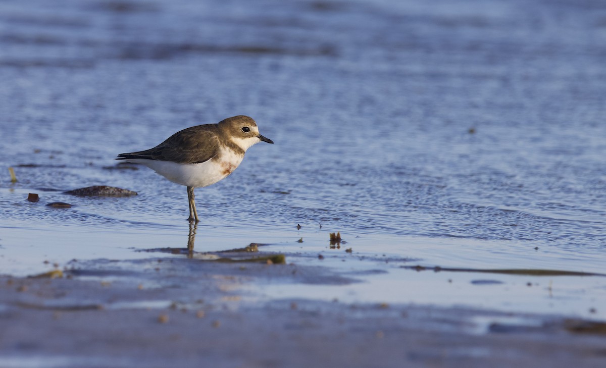 Double-banded Plover - ML638121967