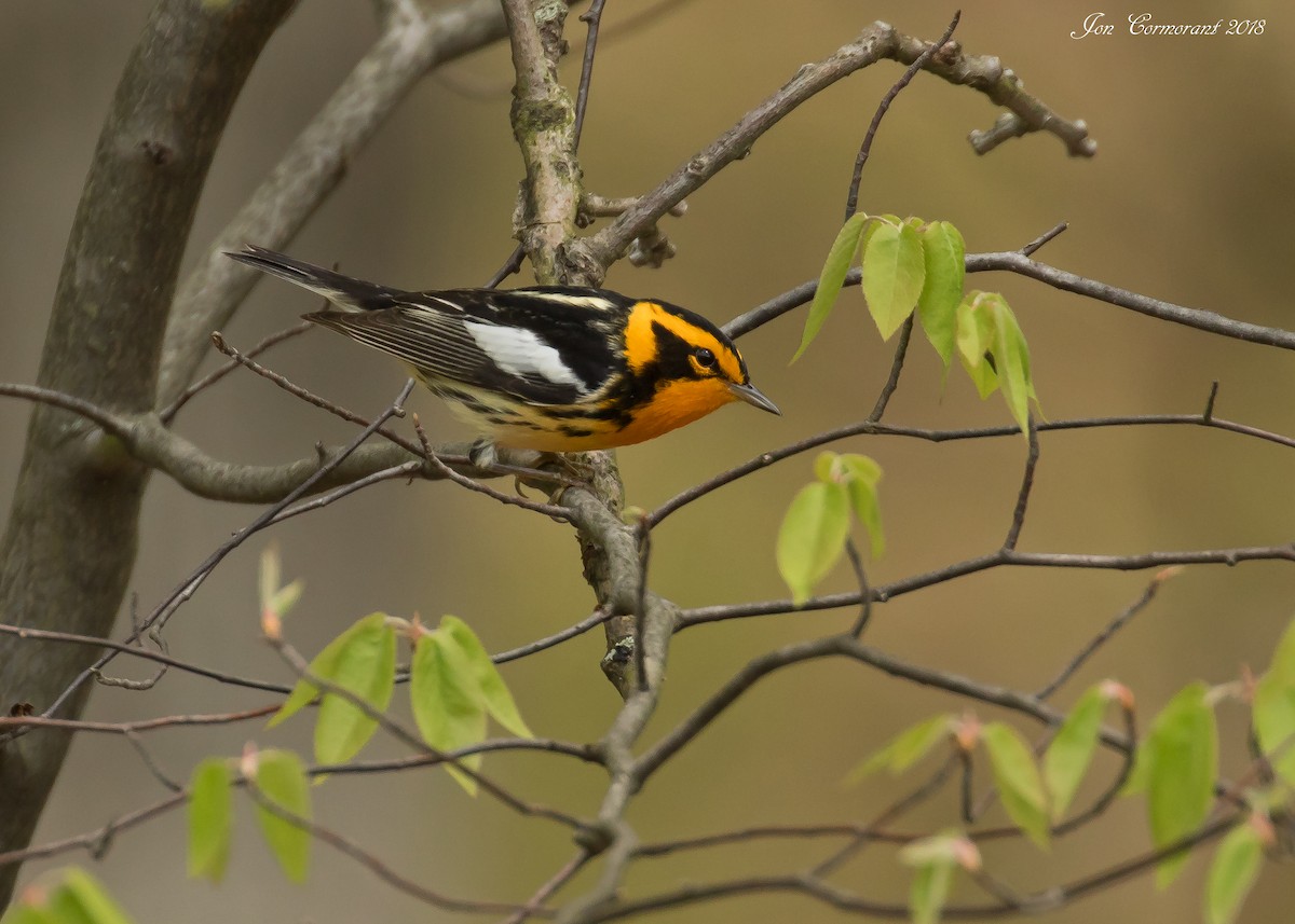 Blackburnian Warbler - ML638121968