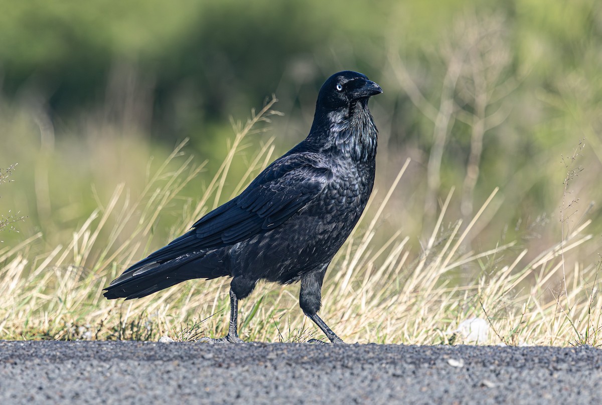 Australian Raven - ML638121984