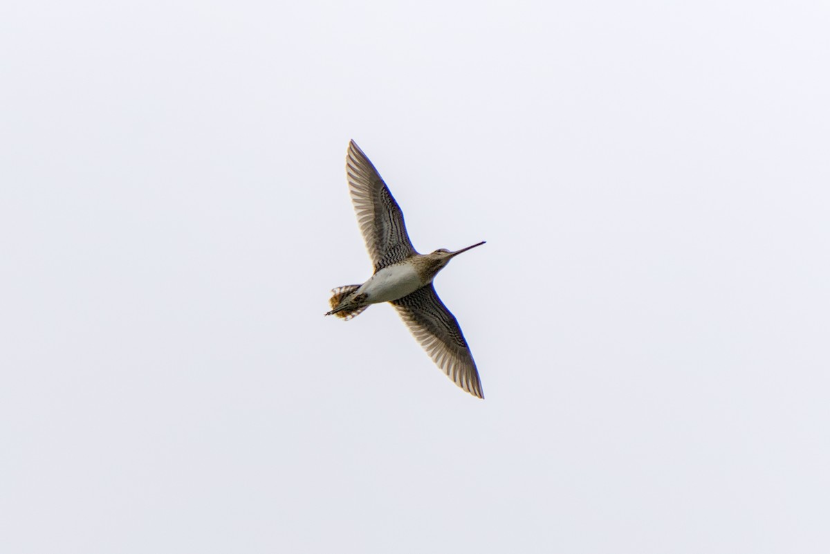 Common Snipe - ML638122000