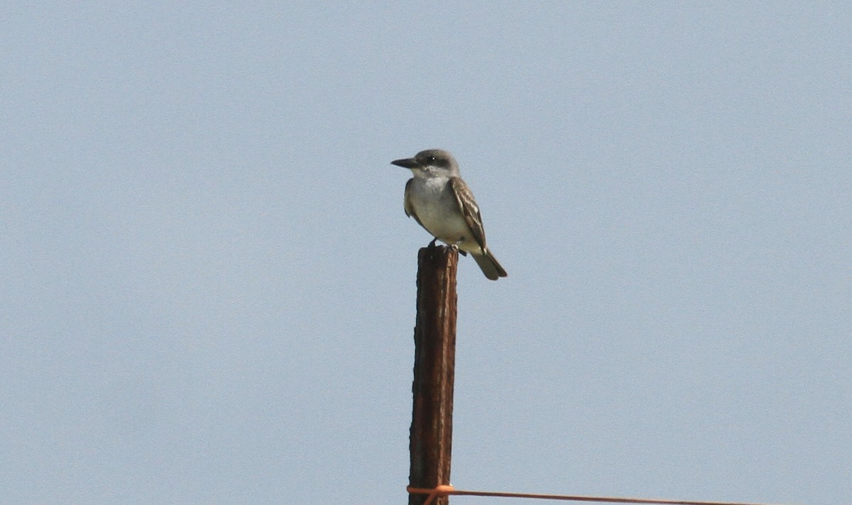 Gray Kingbird - ML638122027
