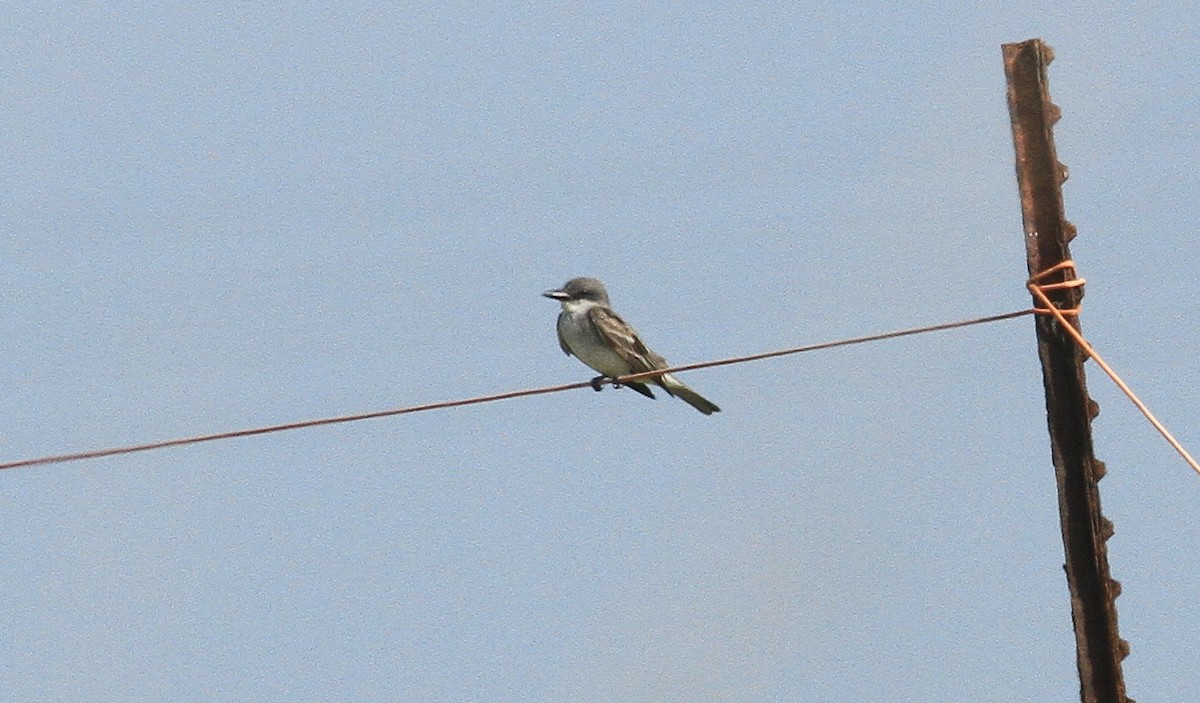 Gray Kingbird - ML638122028