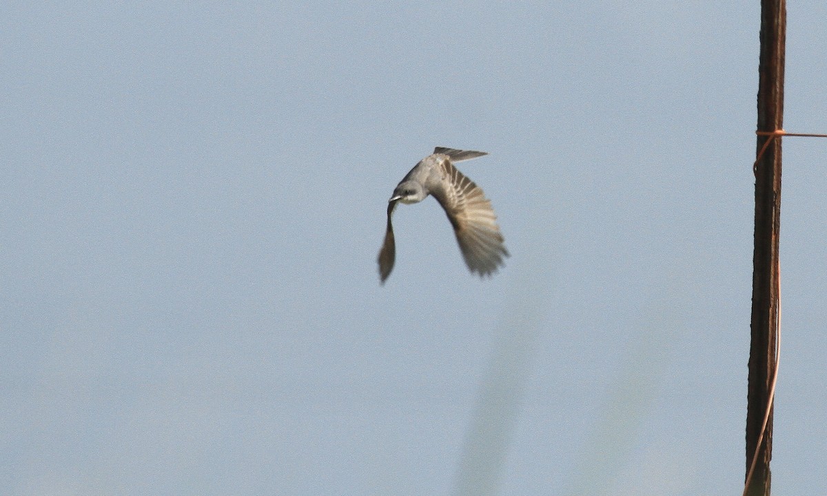 Gray Kingbird - ML638122029