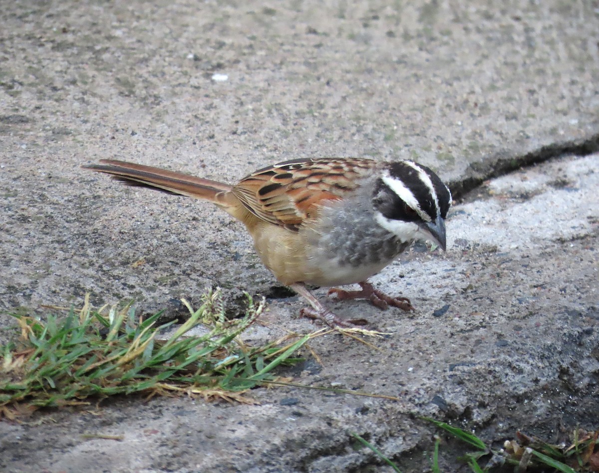 Stripe-headed Sparrow - ML638122073