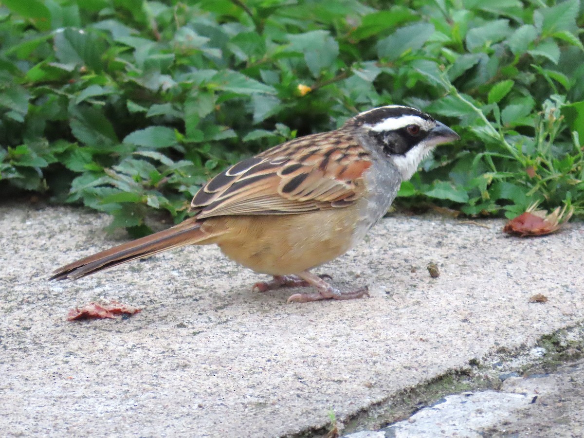 Stripe-headed Sparrow - ML638122076