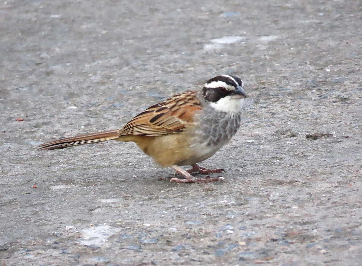 Stripe-headed Sparrow - ML638122077