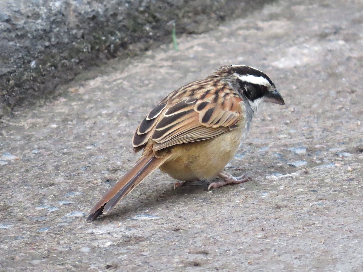 Stripe-headed Sparrow - ML638122078