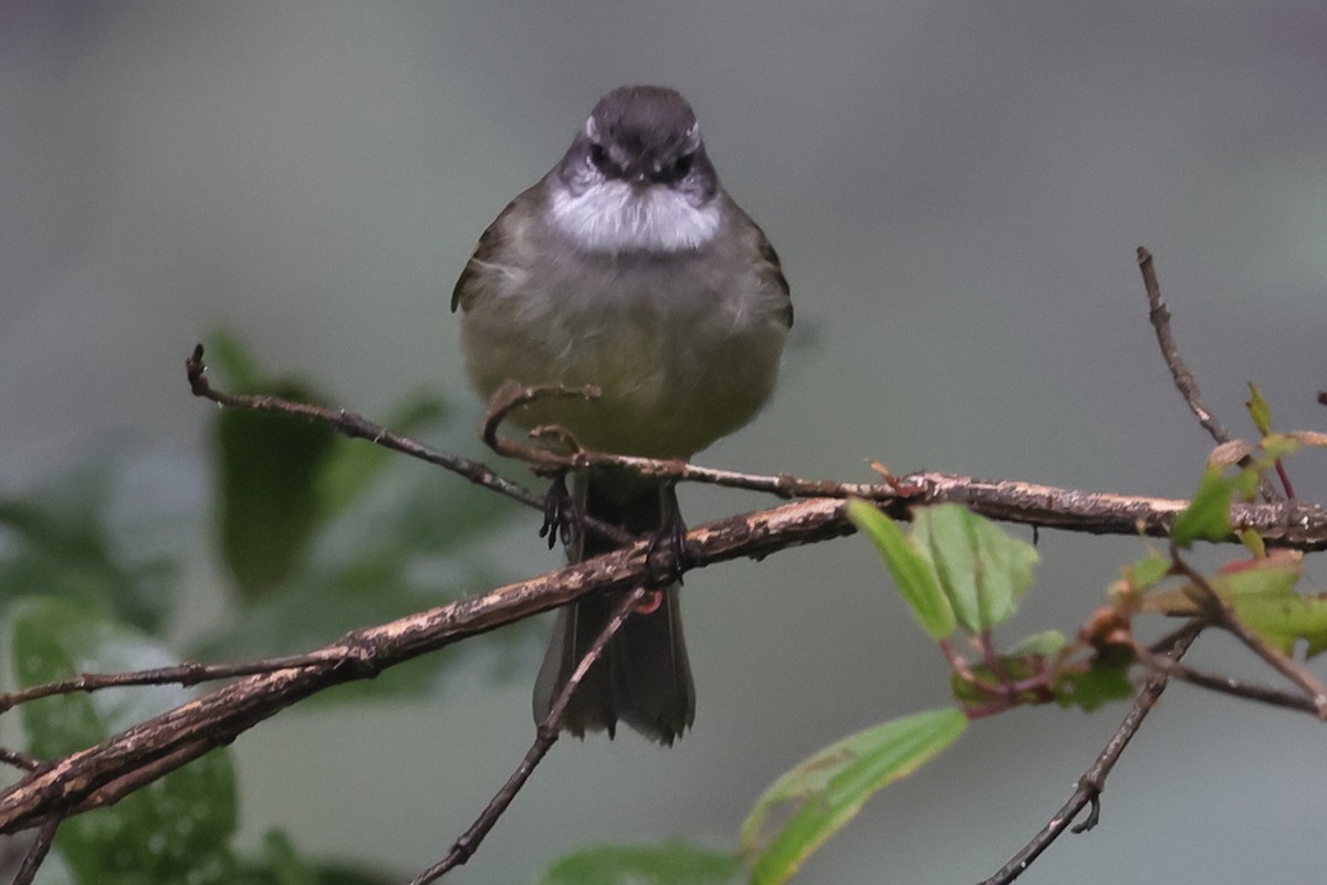 White-throated Tyrannulet - ML638122104
