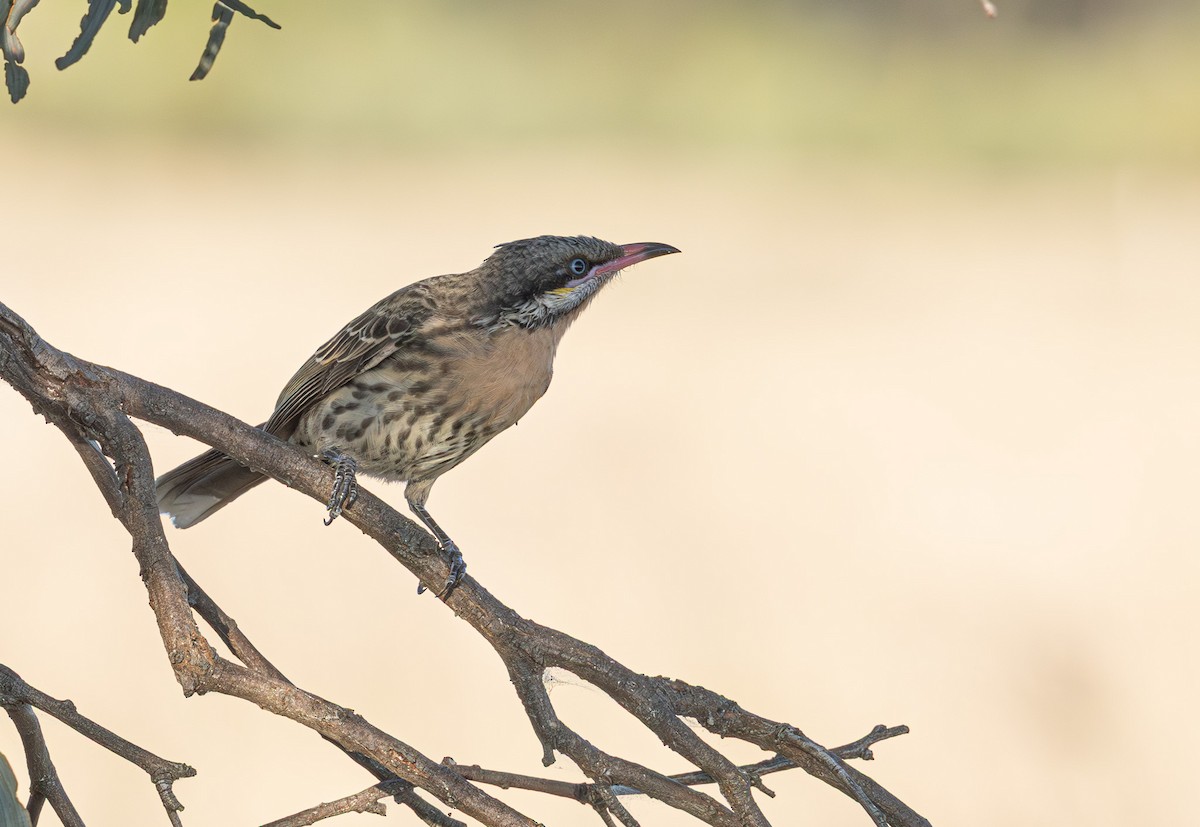 Spiny-cheeked Honeyeater - ML638122111