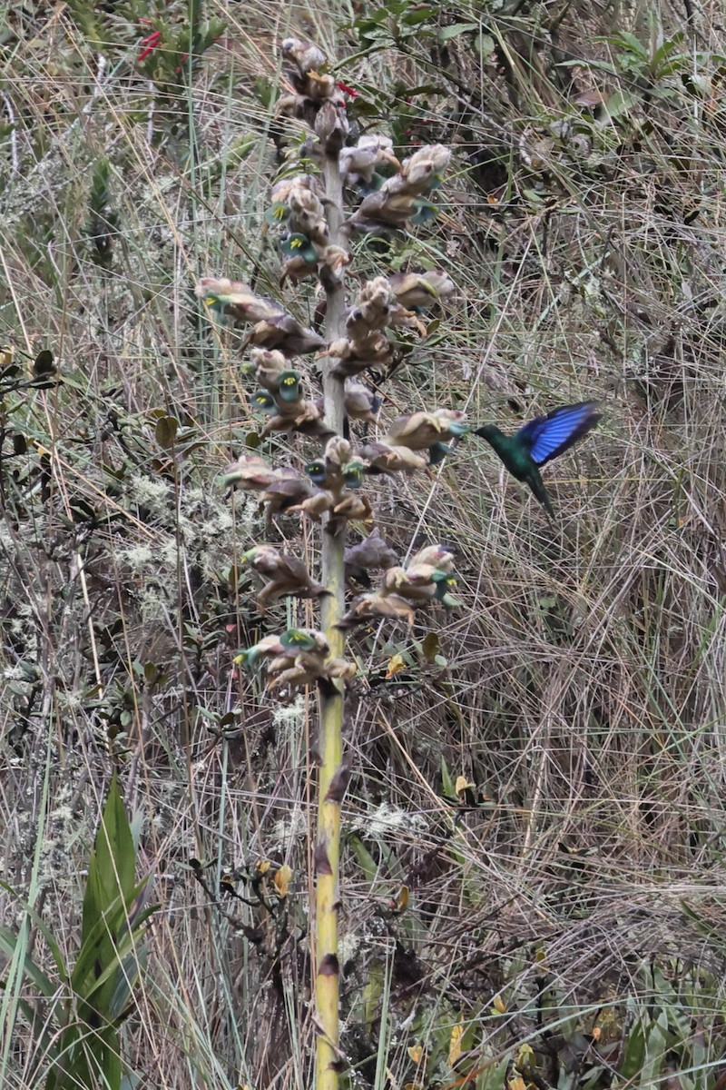Great Sapphirewing - ML638122133