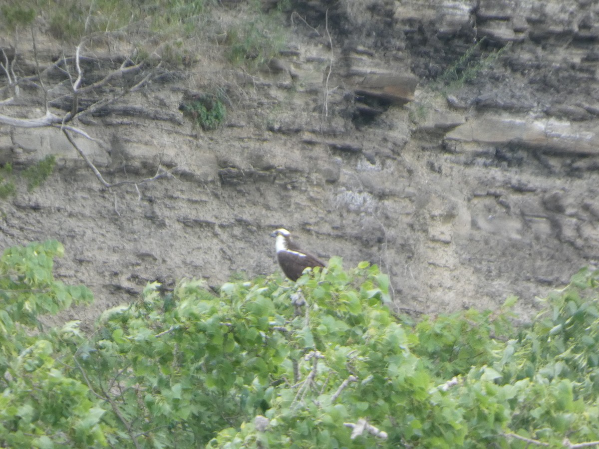 Osprey - ML638122136