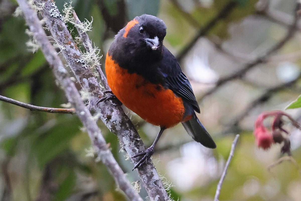Scarlet-bellied Mountain Tanager - ML638122165