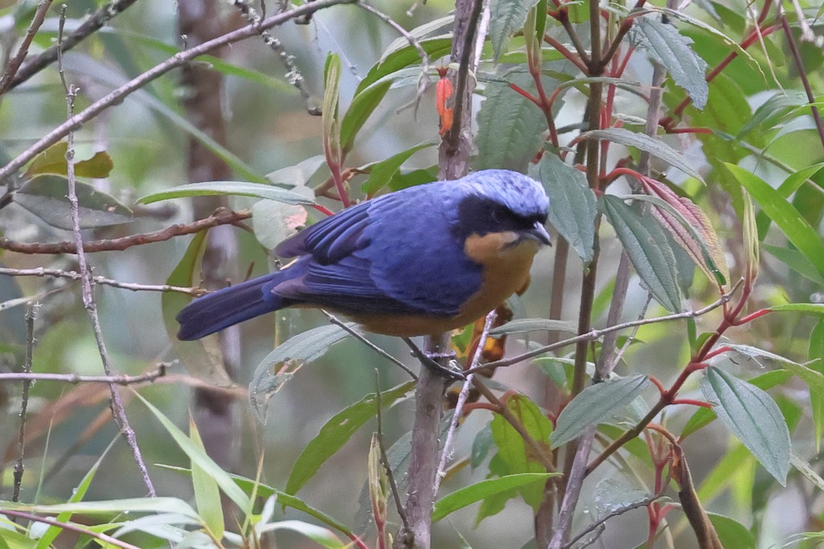 Chestnut-bellied Mountain Tanager - ML638122167