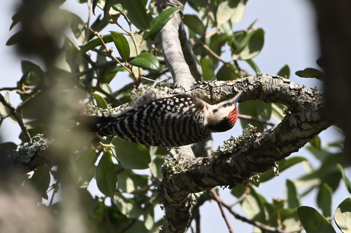 Ladder-backed Woodpecker - ML638122180