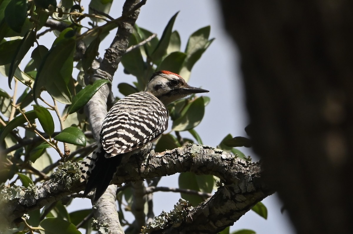 Ladder-backed Woodpecker - ML638122181