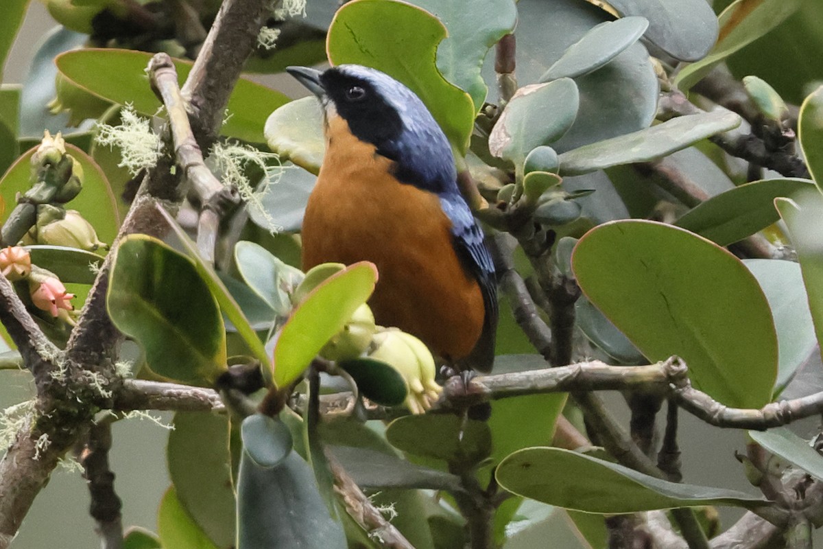 Chestnut-bellied Mountain Tanager - ML638122182