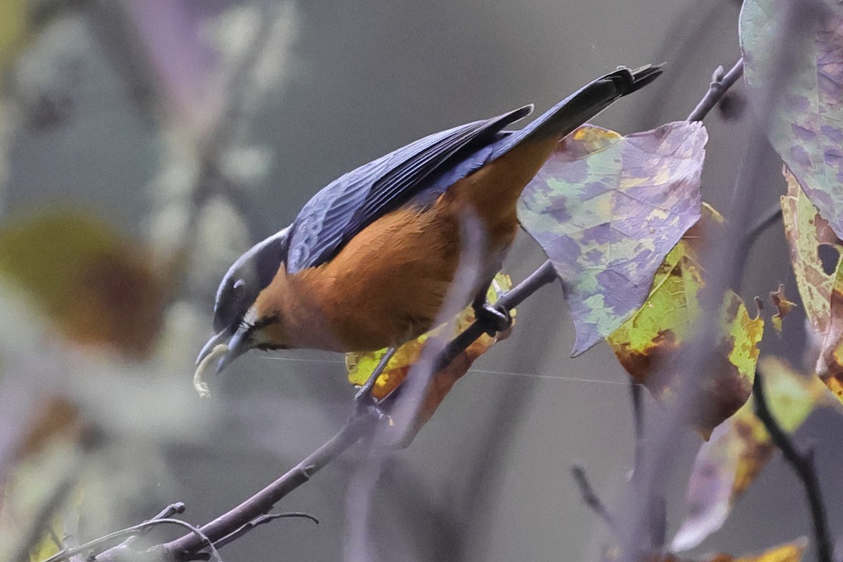 Chestnut-bellied Mountain Tanager - ML638122183