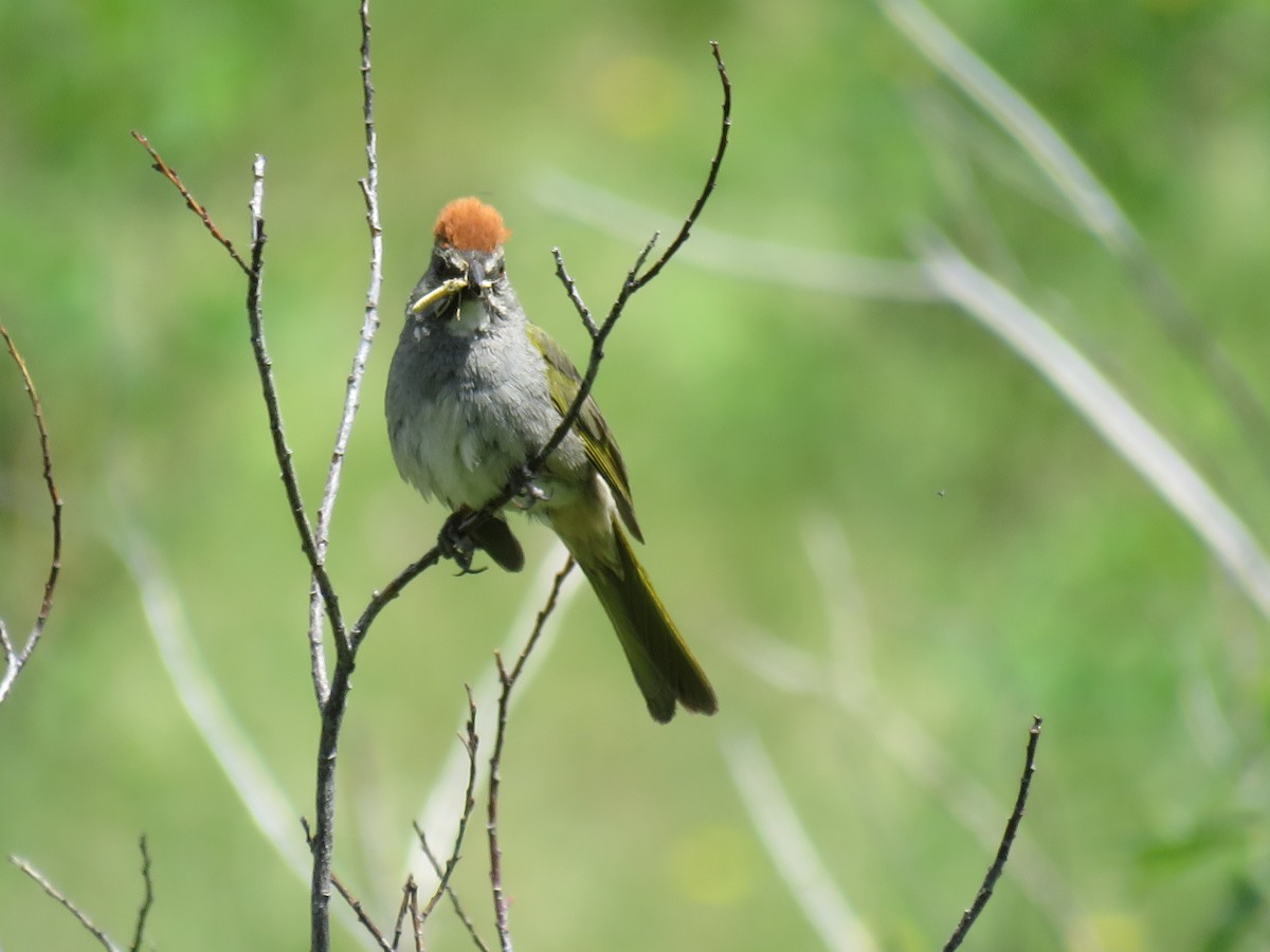 Green-tailed Towhee - ML638122186