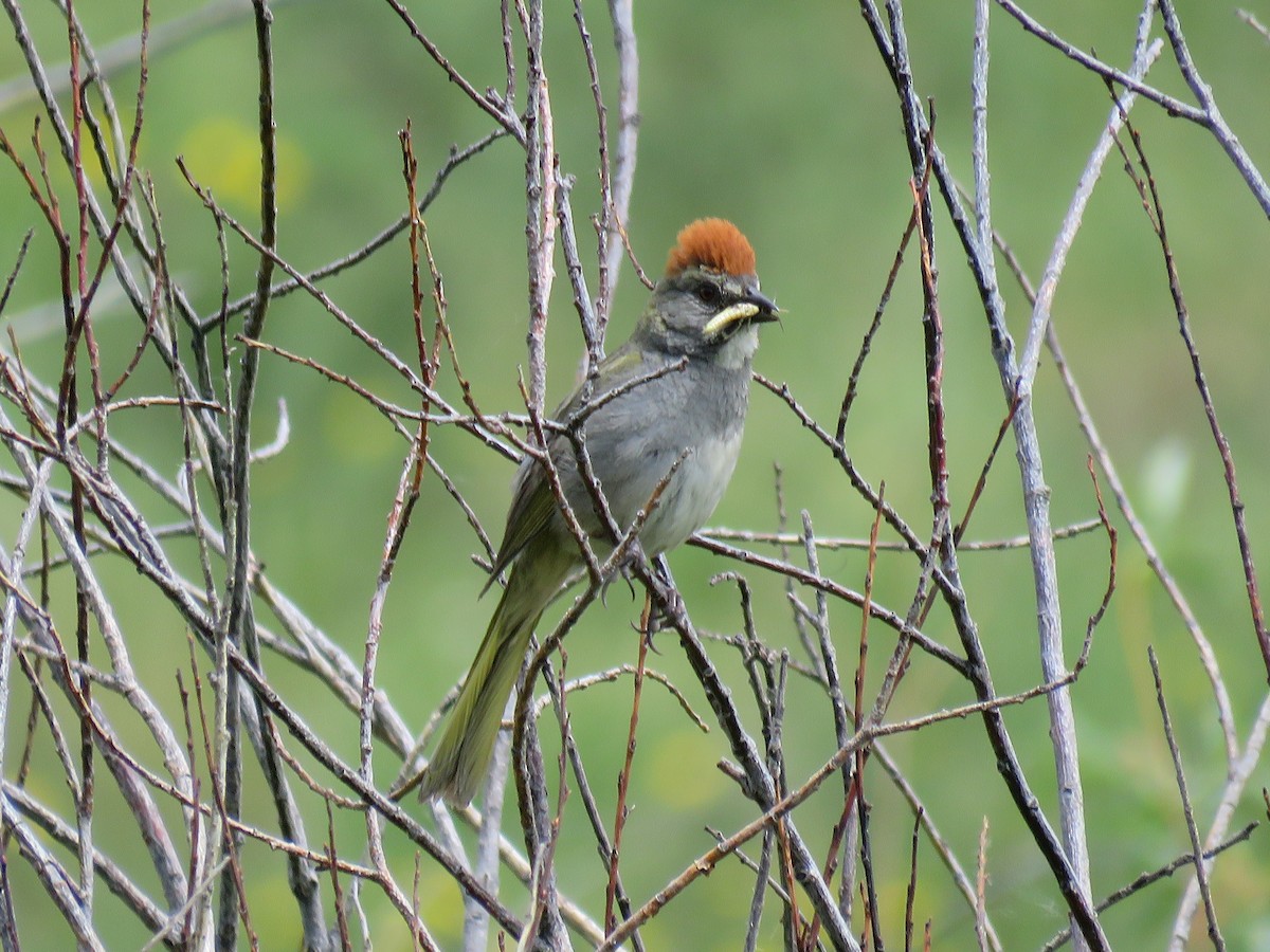 Green-tailed Towhee - ML638122187