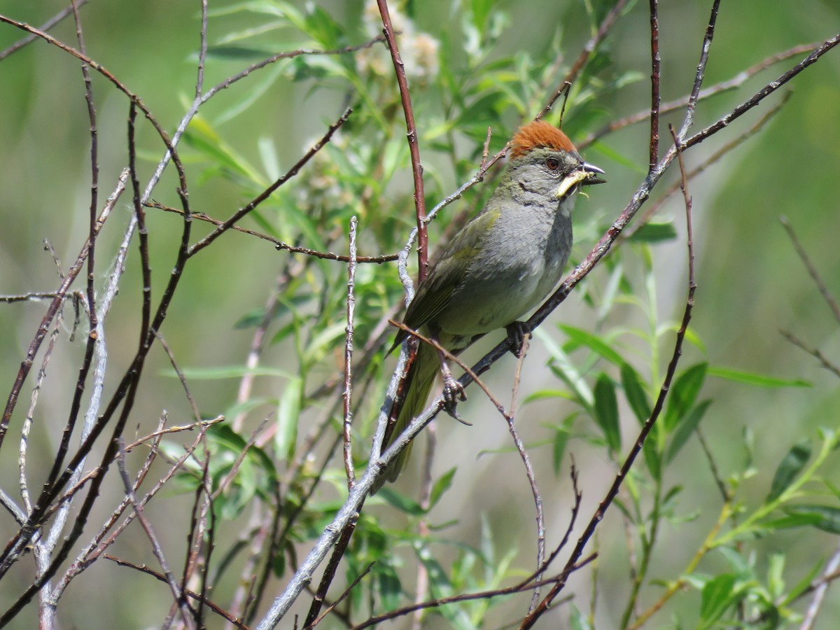Green-tailed Towhee - ML638122188